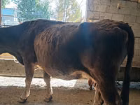 Vaca, Raça Alatau — foto 4