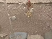 Chickens — 写真 5