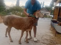 Qoyun, Arashan sheep — foto 5