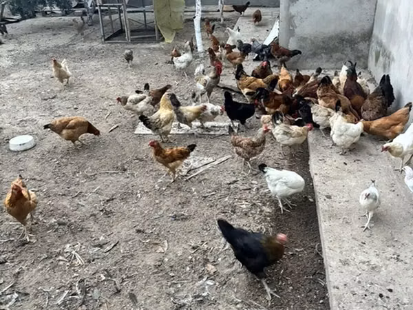 Chickens — Azerbaijan