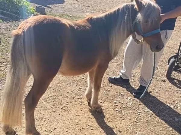 Айғыр, Shetland Pony