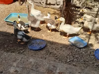 Ducks — Foto 7