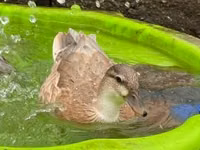 Ducks — foto 1