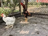 Chickens — Foto 4