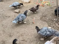 Ducks — foto 3