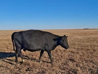 Krowa, Simmental cattle — zdjęcie 3