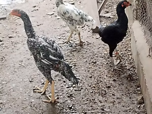 Chickens — Azerbaïdjan