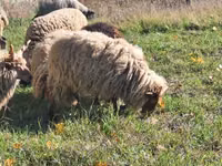 Koç, Racka sheep — foto 2