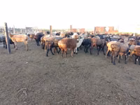 ஆண் ஆடு, Edilbay sheep — புகைப்படம் 4