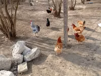 Chickens — 4-rasm