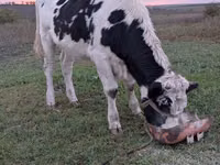 Sigir, Russian Black pied cattle — 2-rasm