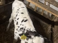 Bull, Russian Black pied cattle — photo 6