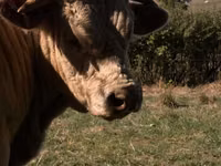 Buqa, Simmental cattle — 2-rasm