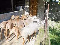 Ovelha, Arashan sheep — foto 7
