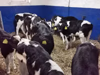 Byk, Russian Black pied cattle — zdjęcie 4