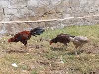 Chickens — الصورة 4