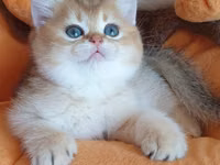 Britaniya Şinşilla (Golden/Blue eyes) balası - Cins: Britaniya — ფოტო 3