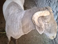 Bélier, Moutons — photo 7