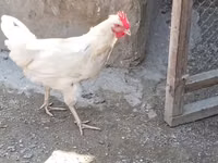 Chickens — 写真 3