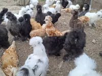 Danish hen — photo 8