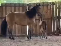Kobyła, Paso Fino — zdjęcie 4