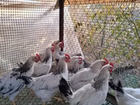 Chickens — 照片 1