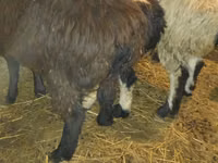 Baran, Qashqai sheep — zdjęcie 2
