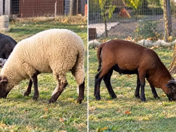 भेड़ें (लॉट, लिंग निर्दिष्ट नहीं), White Suffolk sheep