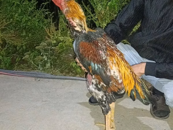 Chickens