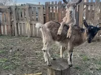Koza, Alpine goat — zdjęcie 2