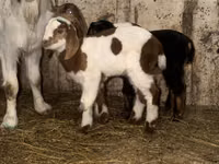Oğlak, Kamori goats — foto 5