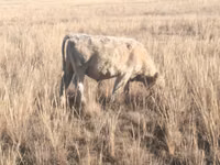 Taureau, Swiss cattle — photo 7