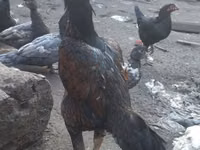 Chickens — الصورة 1