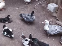 Ducks — ფოტო 2