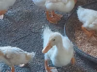 Ducks — 写真 4