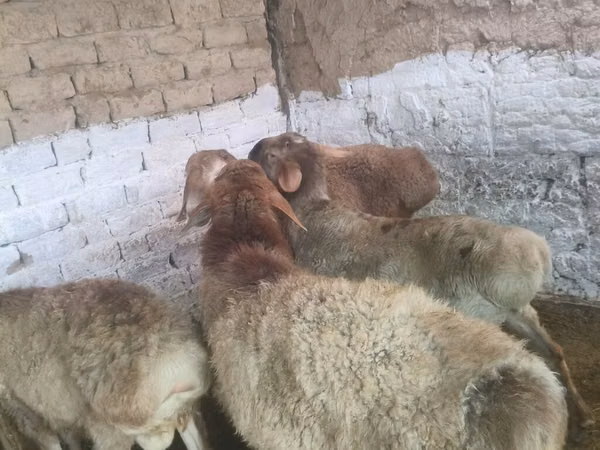 Баран, Рёнская овца