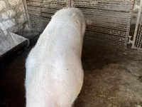 Verro, Cerdos — foto 3
