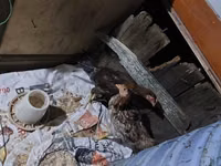 Chickens — foto 2