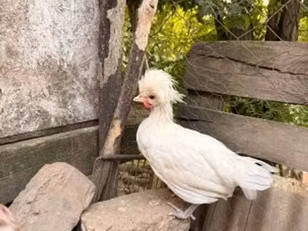 पोलिश
