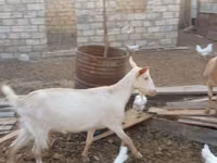 Cabro, Cabras — foto 3
