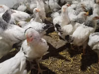 Chickens — Foto 4