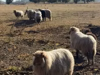 公羊, Racka sheep — 照片 1