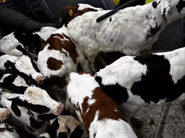 Touro, Simmental cattle