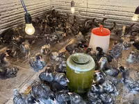 Chickens — photo 5