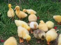 Geese — foto 2