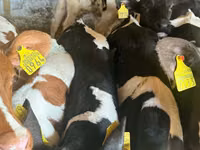 牛（ロット、性別未指定）, Simmental cattle — 写真 2