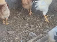 Chickens — zdjęcie 6