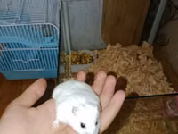 Ağ rəngli xırda hamster və komplekt ləvazimatları Paket tərkibi: - — Foto 1