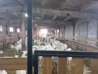 Keçi, Toggenburg goat — foto 3
