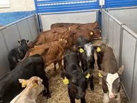 Skot (série, pohlaví neuvedeno), Simmental cattle — foto 4